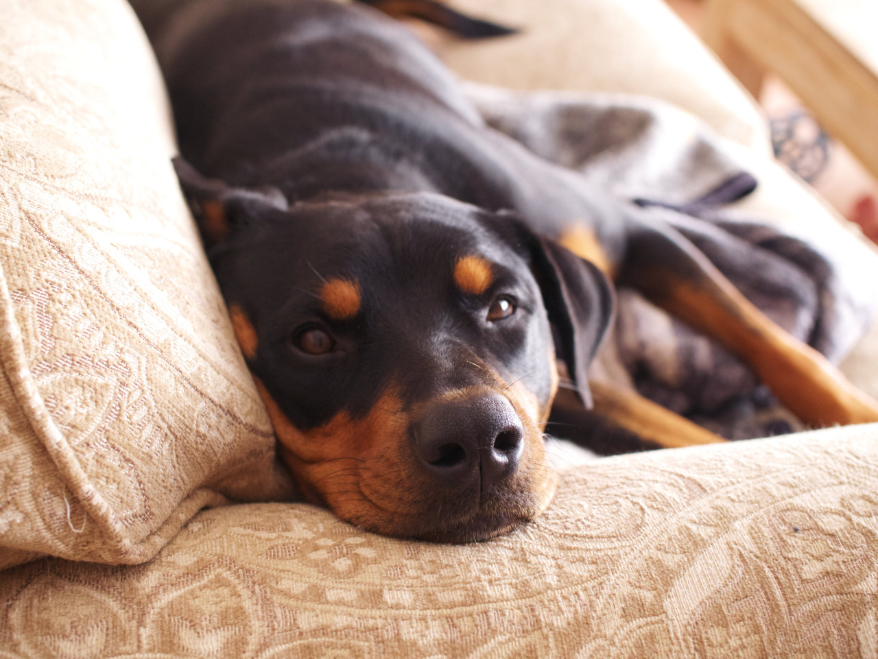 Betsy, a black and tan Rottweiler mix, gazing lovingly at the camera from a cozy spot on the couch.