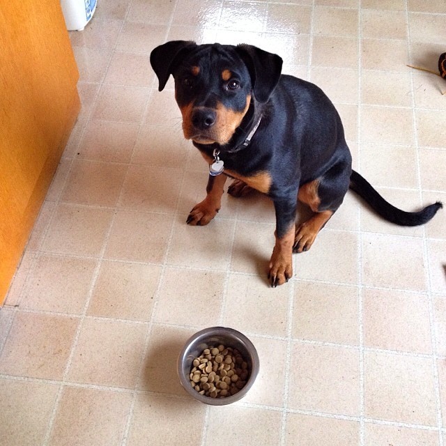 Betsy standing over her food dish
